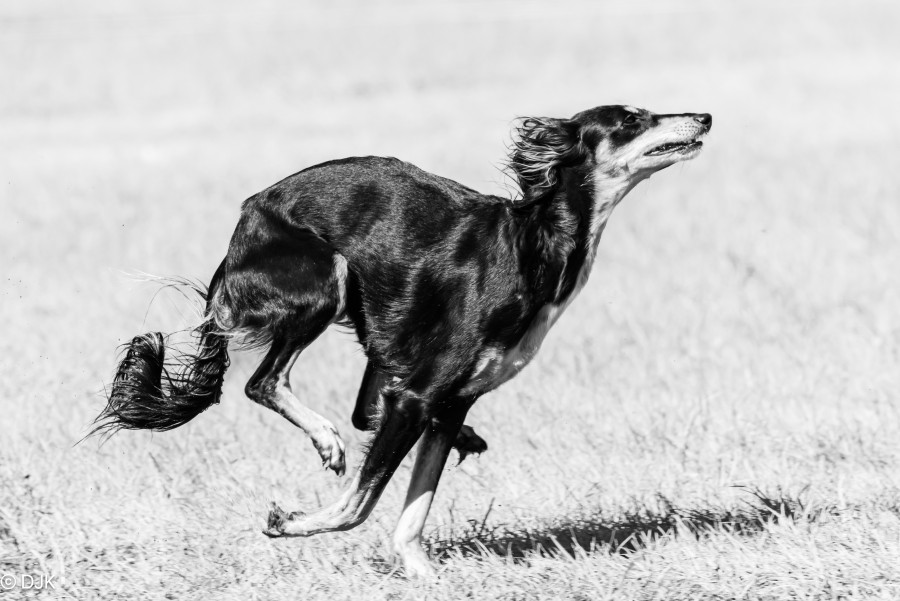 250427_DSC5206.JPG