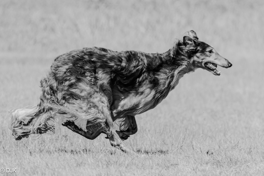 250427_DSC6266.JPG