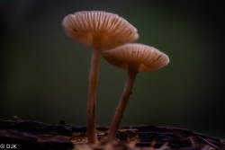 Fungi